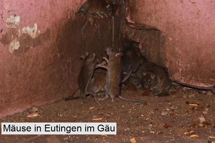 Mäuse in Eutingen im Gäu